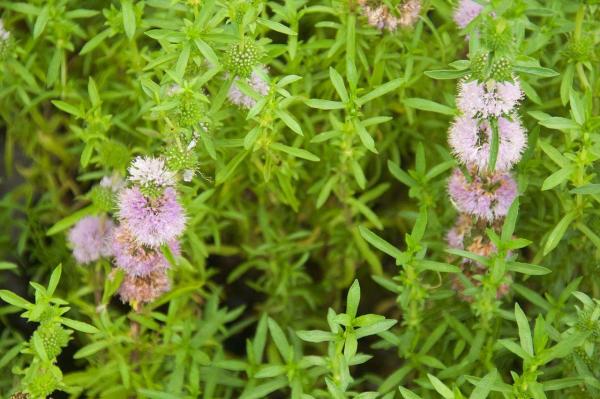 Different Types of Mint Plants - Hart's pennyroyal (Mentha cervina)