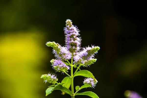 Different Types of Mint Plants - Horse mint (Mentha longifolia)