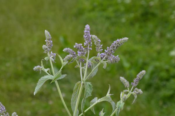 Different Types of Mint Plants - Pennyroyal (Mentha pulegium)