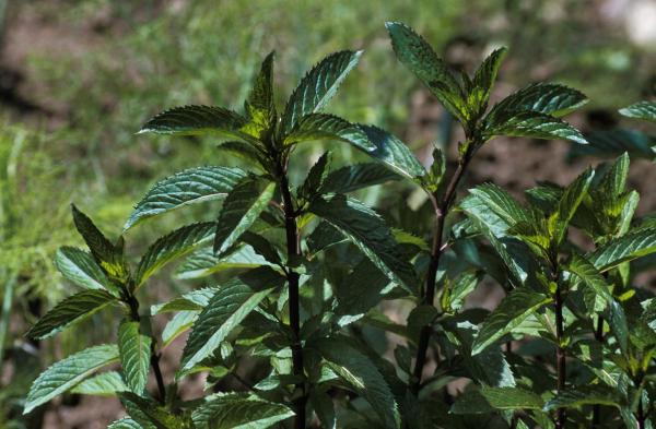 Different Types of Mint Plants - Pepperment (Mentha x piperita)