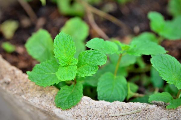 Different Types of Mint Plants - Small dole (Mentha spicata 'Small Dole' (v))