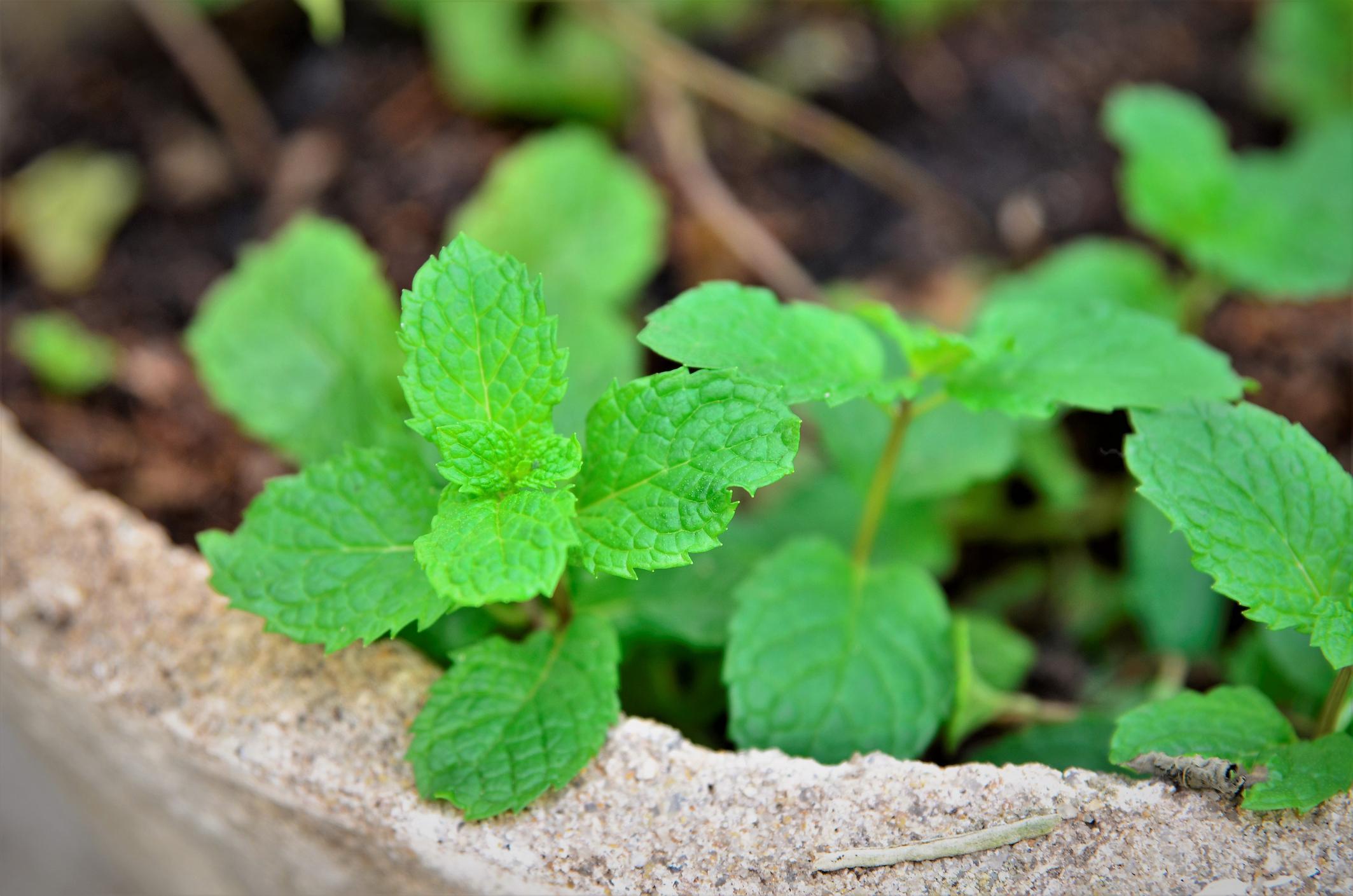 13 Different Types of Mint Plants Names, Characteristics and Photos