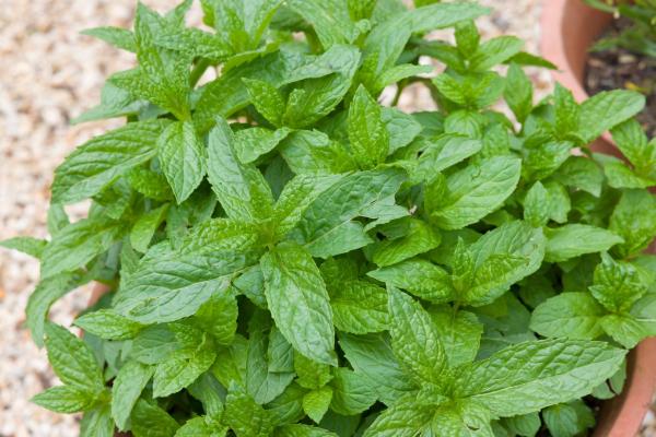 Different Types of Mint Plants - Spearmint or garden mint (Mentha spicata)