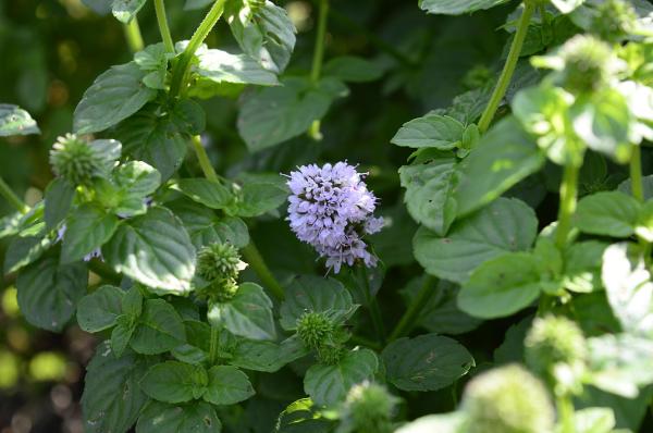 Different Types of Mint Plants - Water mint (Mentha aquatica)