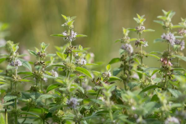 Different Types of Mint Plants - Wild mint (Mentha arvensis)