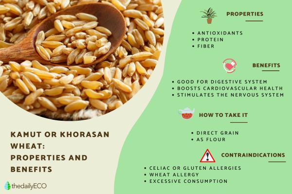 What Is Kamut? - Khorasan Wheat Properties