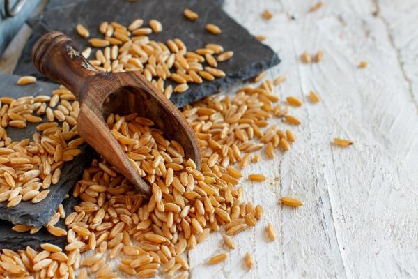 What Is Kamut? - Khorasan Wheat Properties - What is Kamut or Khorasan wheat?