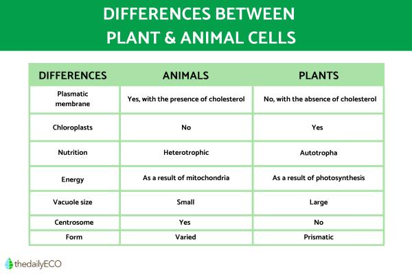 The Differences Between Animal and Plant Cells - Differences between animal and plant cells