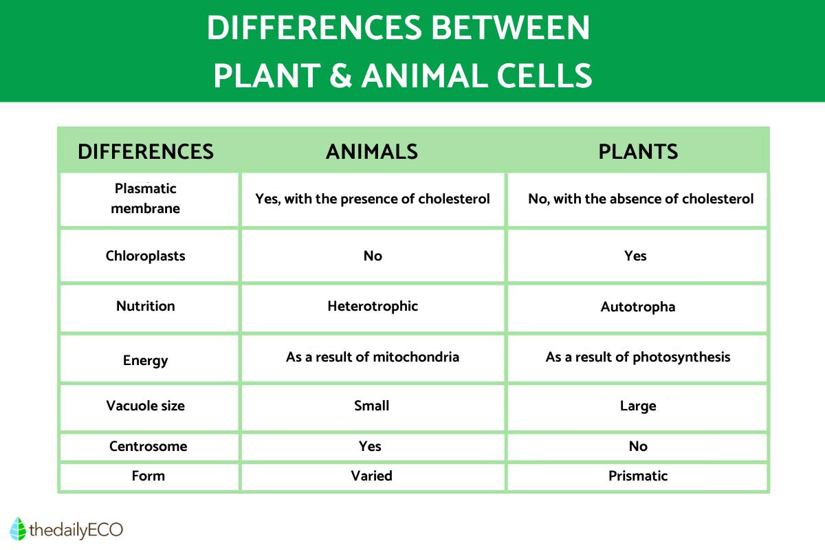 The Differences Between Animal and Plant Cells With Diagrams