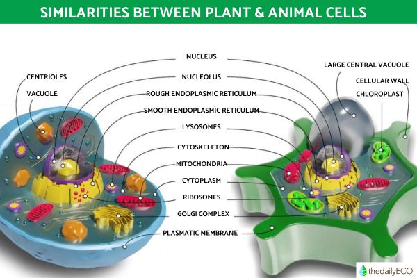 the-differences-between-animal-and-plant-cells-with-diagrams