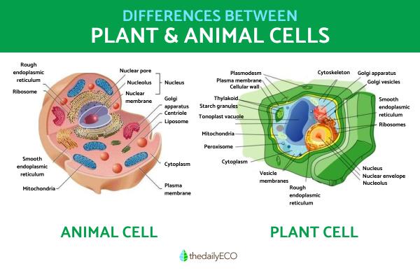 The Differences Between Animal and Plant Cells - With Diagrams