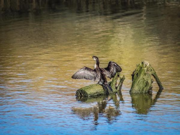 What Is an Estuary? - Definition of Estuaries - Fauna of estuaries