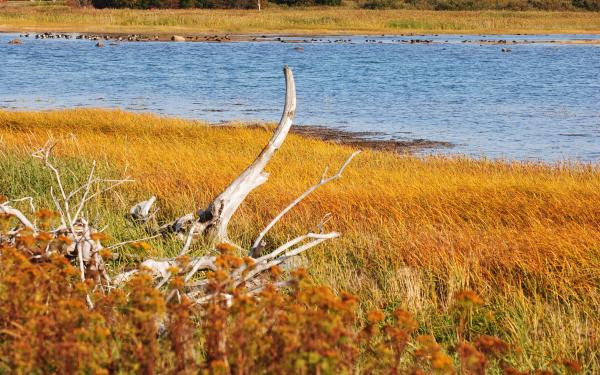 What Is an Estuary? - Definition of Estuaries - What are estuaries?