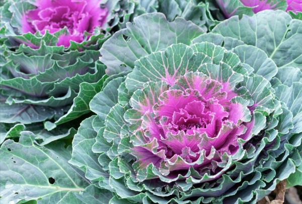 Ornamental Cabbage Plant - Care Guide - Ornamental cabbage health