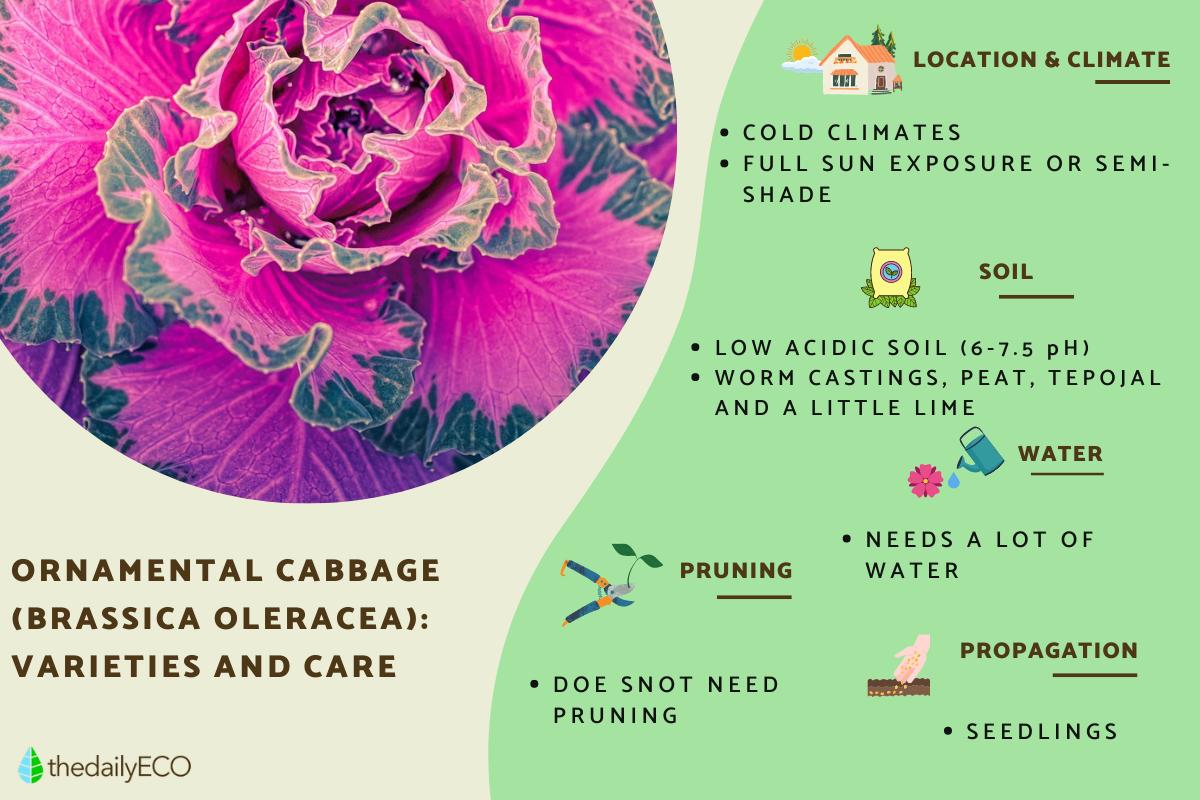 Ornamental Cabbage Plant Care Guide and Varieties