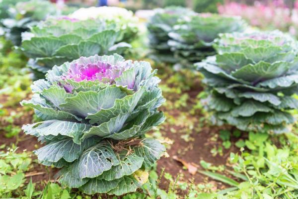 Ornamental Cabbage Plant - Care Guide - Ornamental cabbage soil and compost