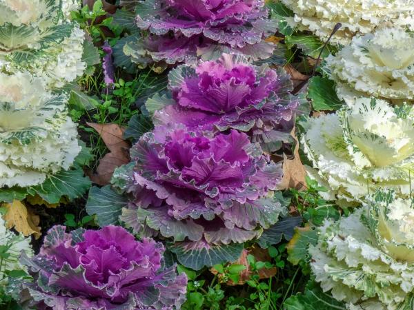 Ornamental Cabbage Plant - Care Guide - Varieties of ornamental cabbage