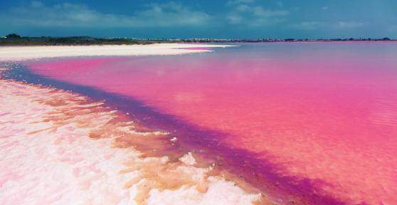 What Are Pink Lakes? - Definition, Location and Ecological Importance