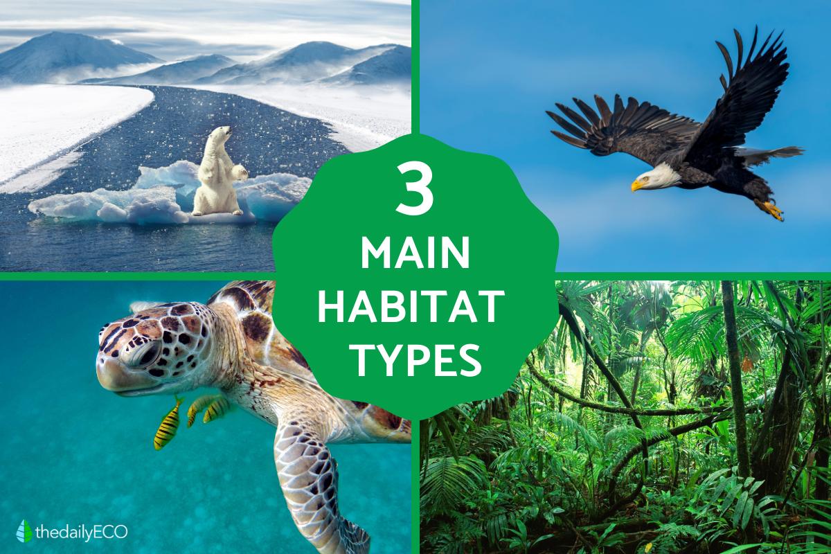 3 Main Habitat Types - Aquatic, Terrestrial, & Aerial