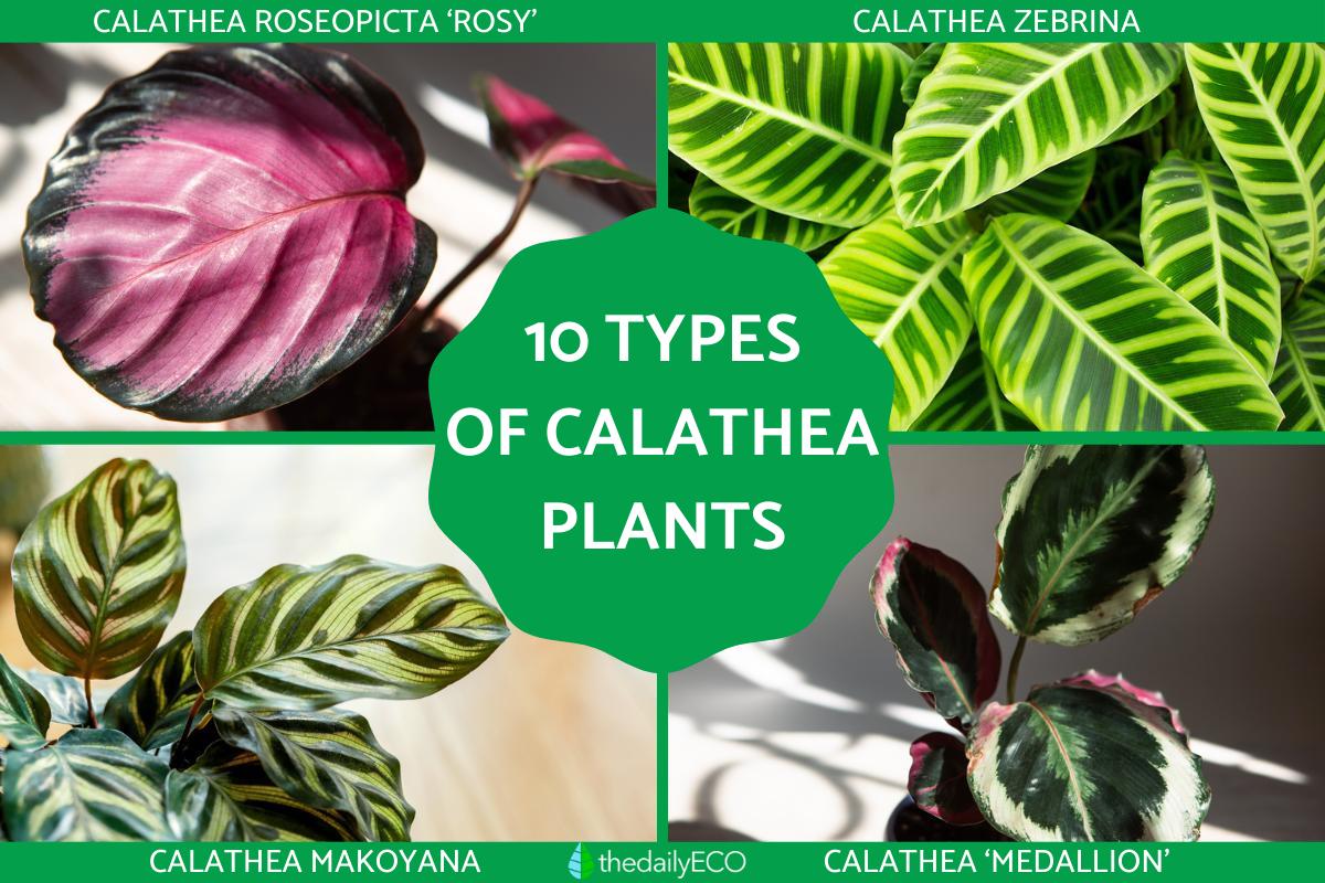 10 Types of Calathea Plants With Pictures - Calathea Varieties