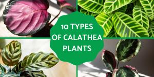 Types of Calathea Plants With Pictures