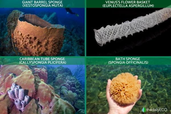 What Are Sea Sponges (Porifera)? - Examples of sponges