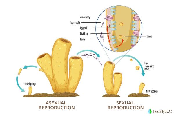What Are Sea Sponges (Porifera)? - How do sponges reproduce?