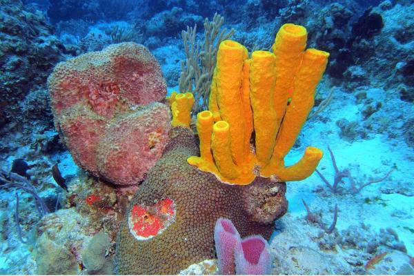 What Are Sea Sponges (Porifera)?