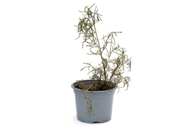 Why Is My Rosemary Drying Out? - Lack of sunlight