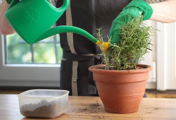 Why Is My Rosemary Drying Out? - Overwatering