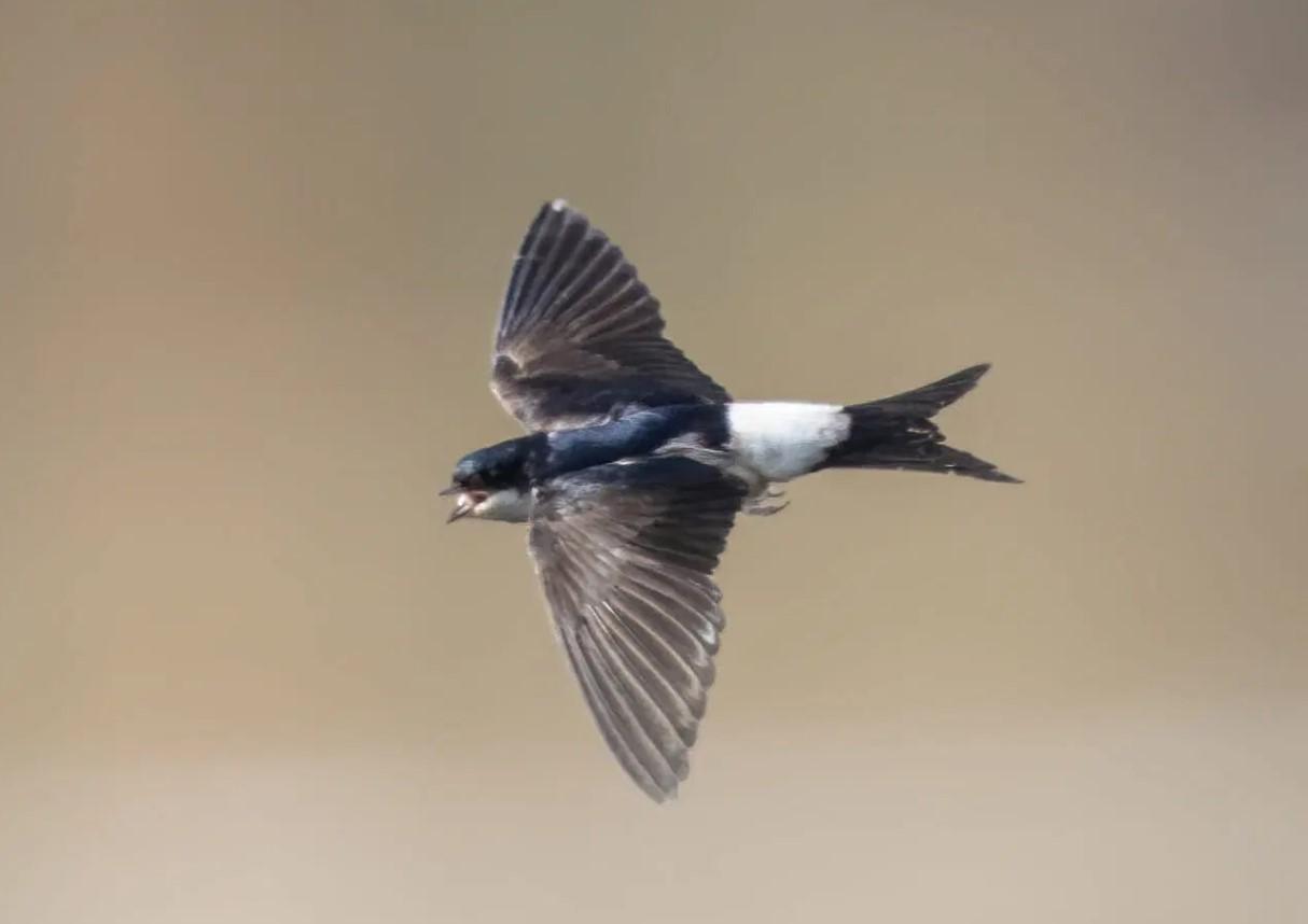 Difference Between Swift, Swallow and Martin Swifts vs. Swallows vs. House Martins