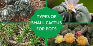 Types of Small Cactus Plants for Pots