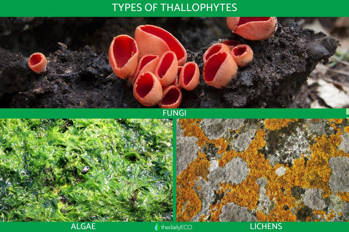 What Are Thallophytes in Biology?