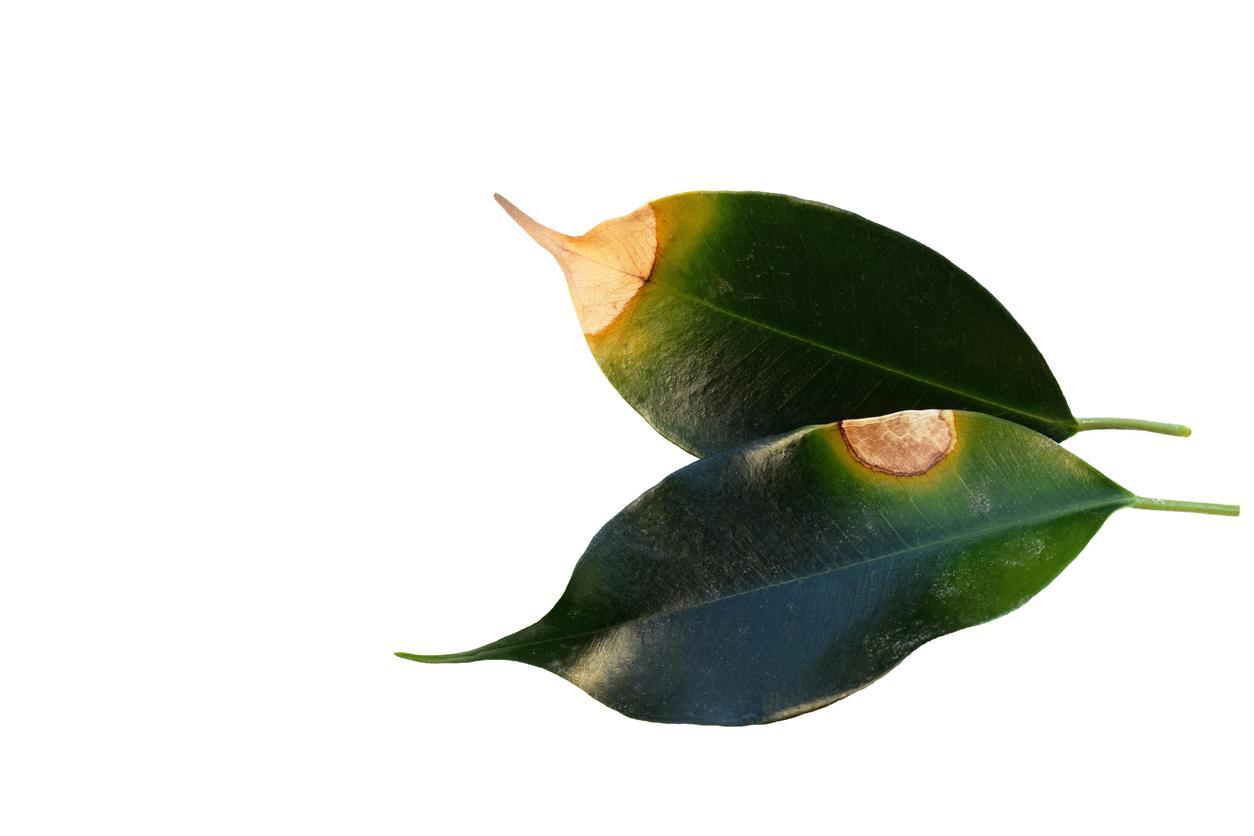 Why Is My Ficus Dropping Leaves? - 9 Causes and Solutions