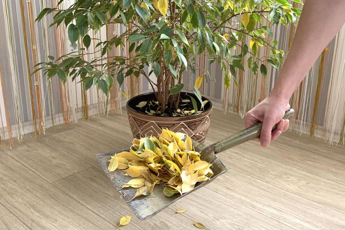 Why Is My Ficus Dropping Leaves? - 9 Causes and Solutions