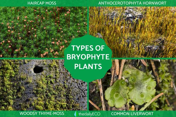 Bryophytes - Definition, Types and Examples of Bryophyta With Photos