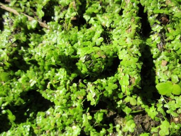 Bryophytes - Definition, Types and Examples - Examples of bryophyte plants