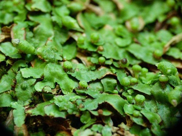 Bryophytes - Definition, Types and Examples - What are bryophyte plants?