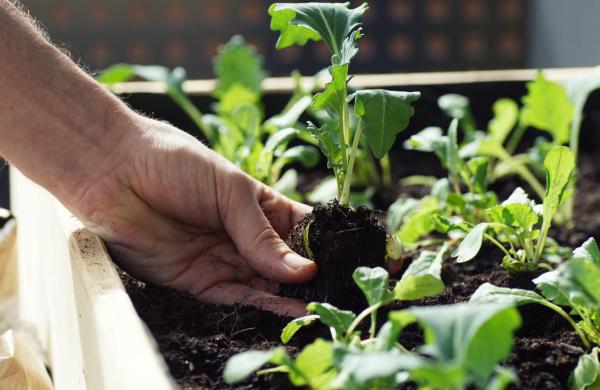 Why Do Plant Stems Bend?