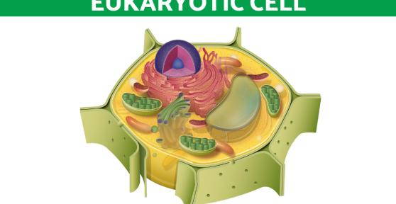 Eukaryotic Cell - Vital Components and Processes