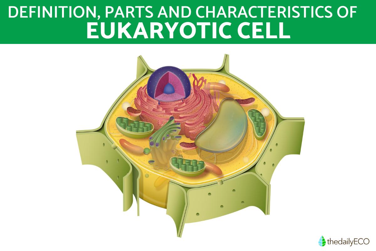 Inside the Eukaryotic Cell Understanding Characteristics and Key