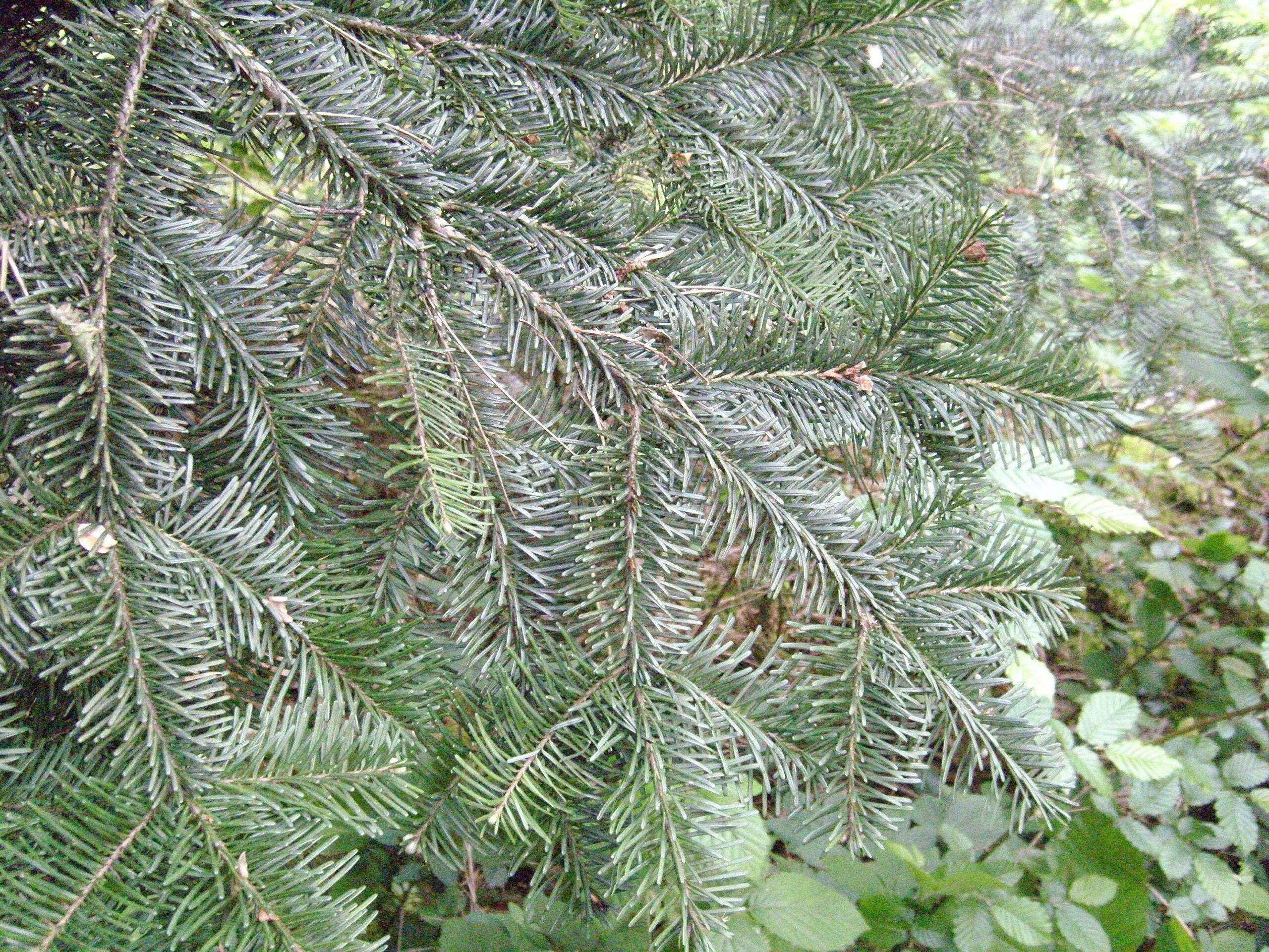 10 Different Types of Fir Trees - With Photos