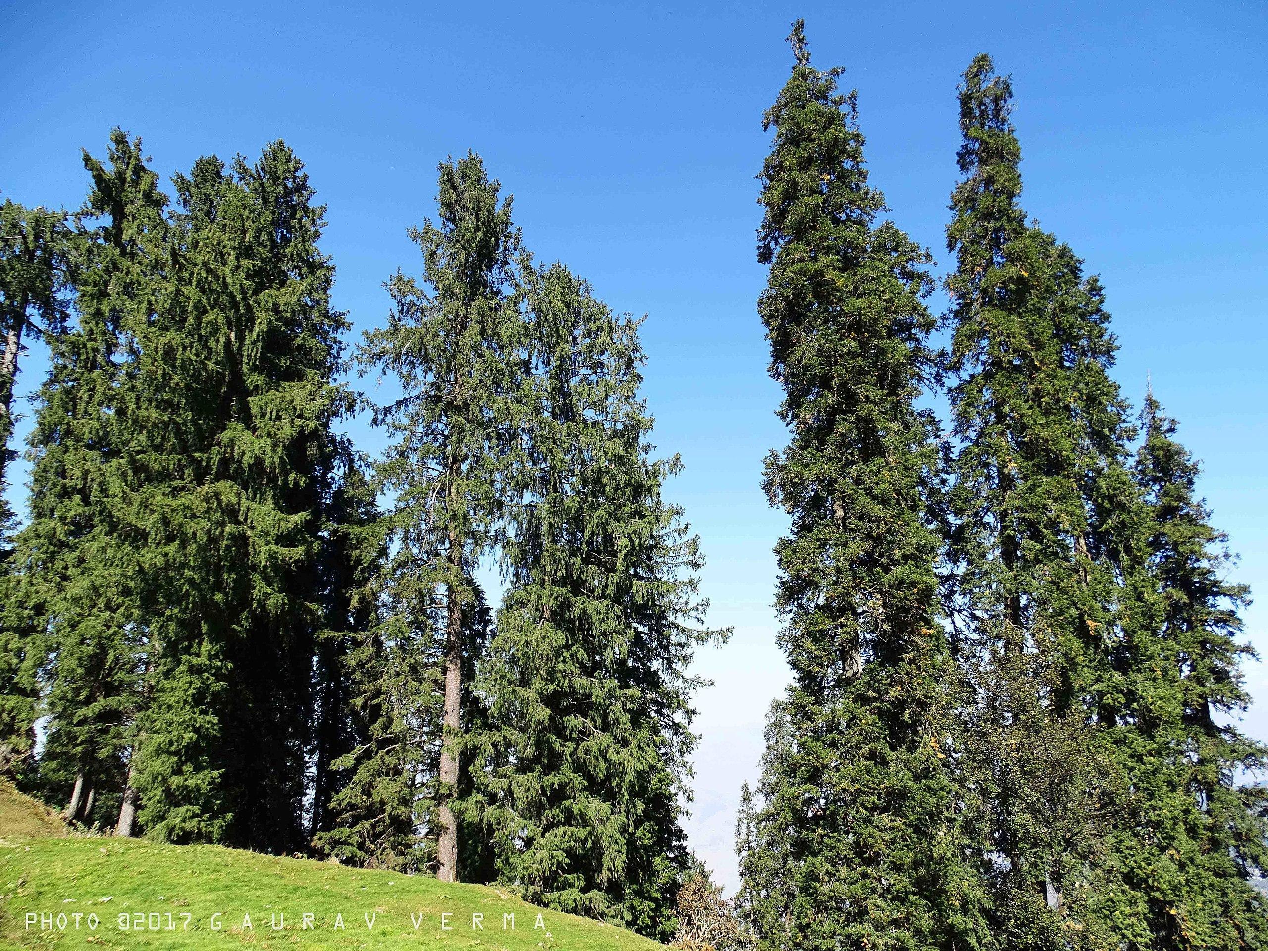 10 Different Types of Fir Trees - With Photos