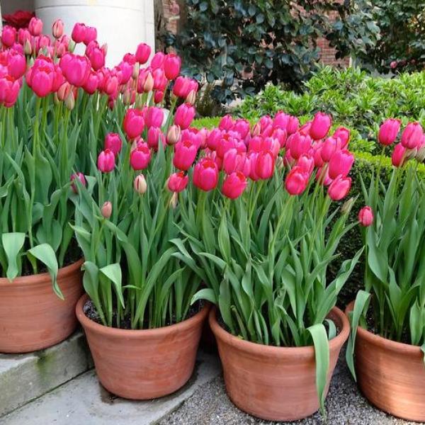 How to Grow and Care for Tulips