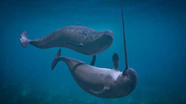 Monodontids - Beluga and Narwhal