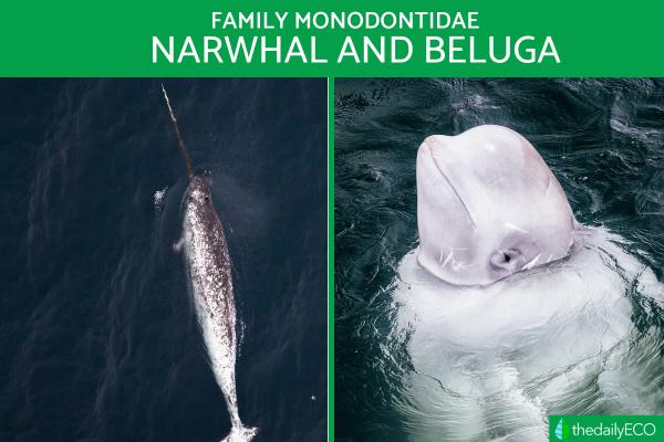 Monodontids - Beluga and Narwhal - What are monodontids?