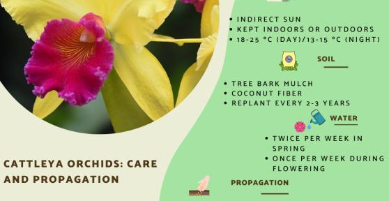Cattleya Orchid Care for Indoors and Outdoors