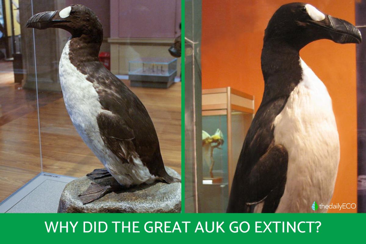 Why Did the Great Auk Go Extinct? - Fate of the Last Great Auk
