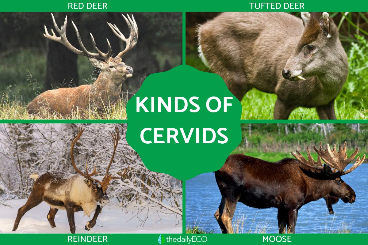 What Kinds of Deer Are in the Family Cervidae?