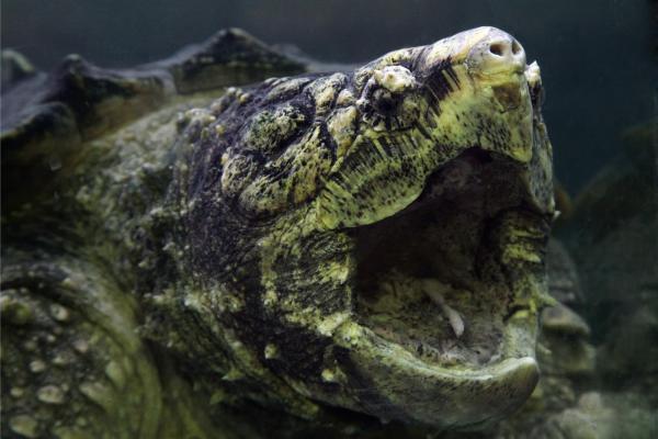 Do Turtles Have Teeth? - Do freshwater turtles have teeth?